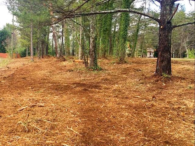 Cleared wooded ground after brush removal