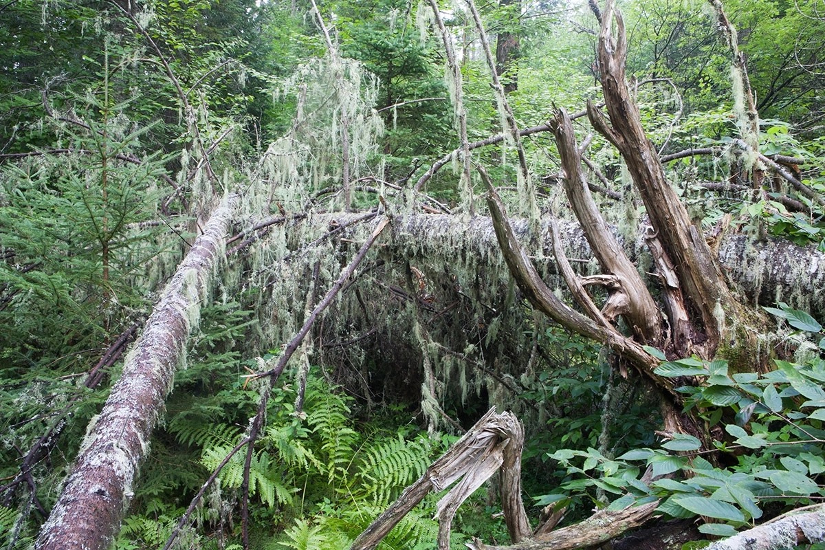 Dense fallen trees, brush, and tangled understory