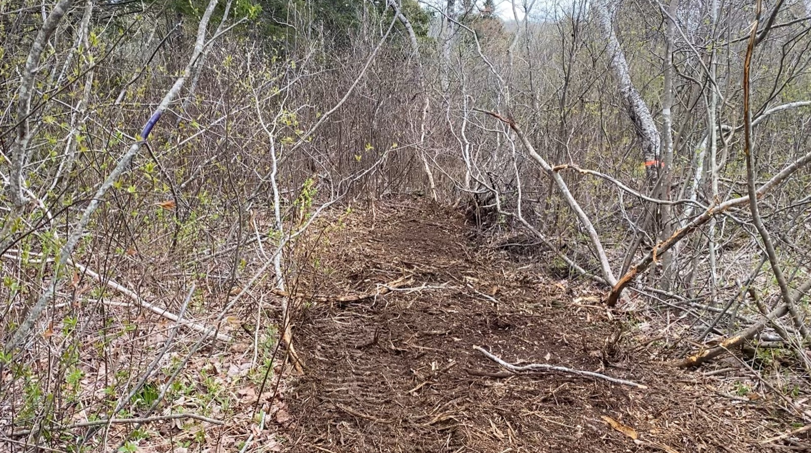 Medium brush density with saplings and woody regrowth
