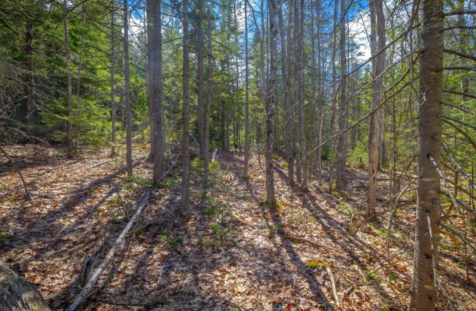 Flat wooded ground with mild equipment access