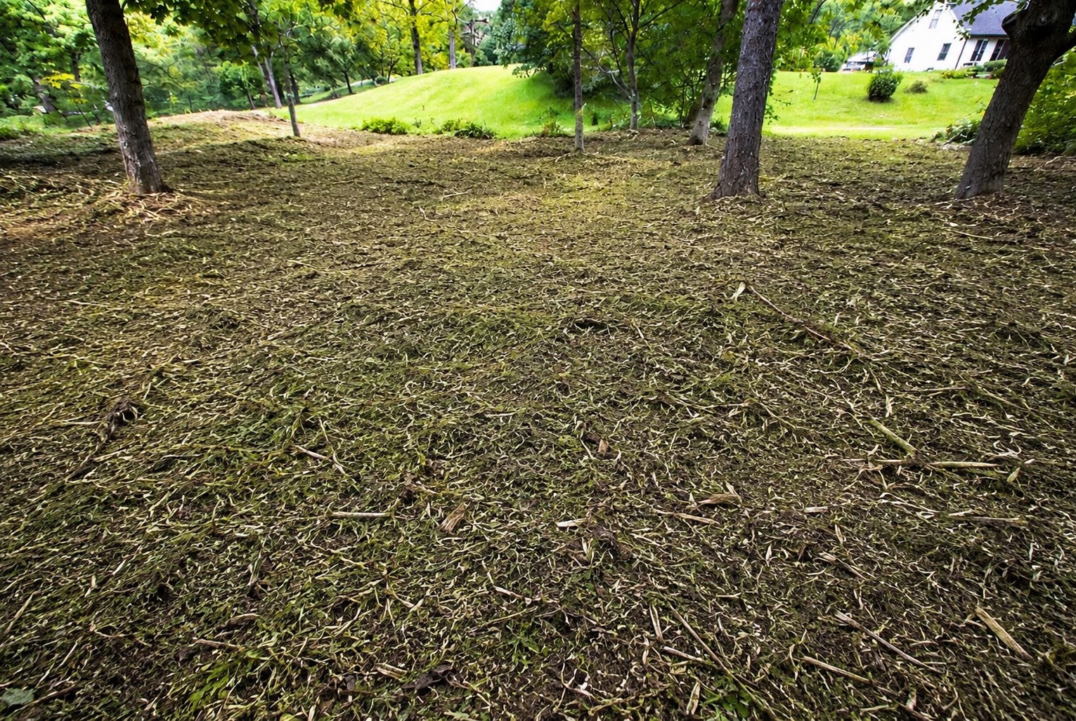 Opened forest floor after forestry mulching removed heavy understory