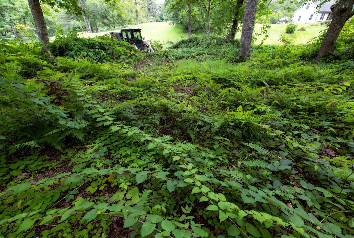Overgrown property edge before clearing