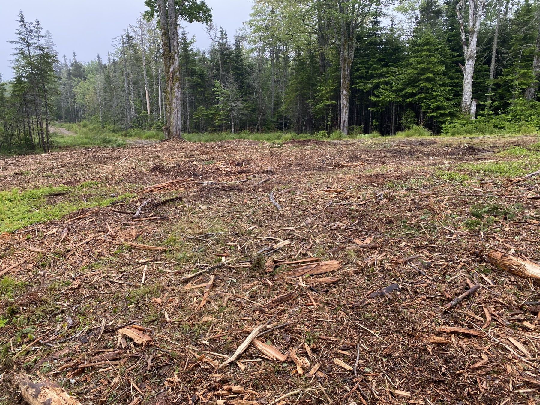 Recently opened Downeast Maine forest ground after clearing