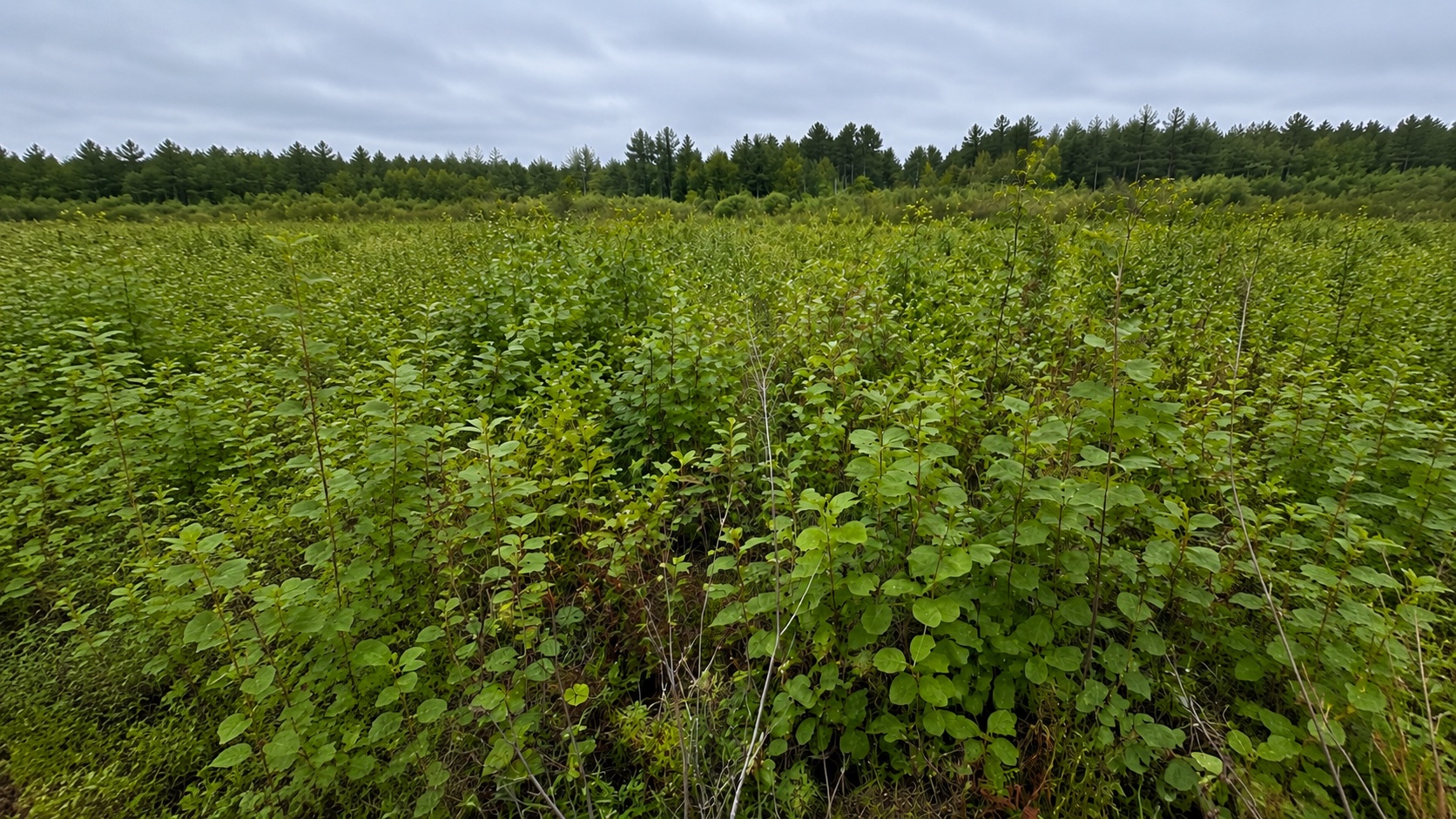Dense young growth across an old field before forestry mulching