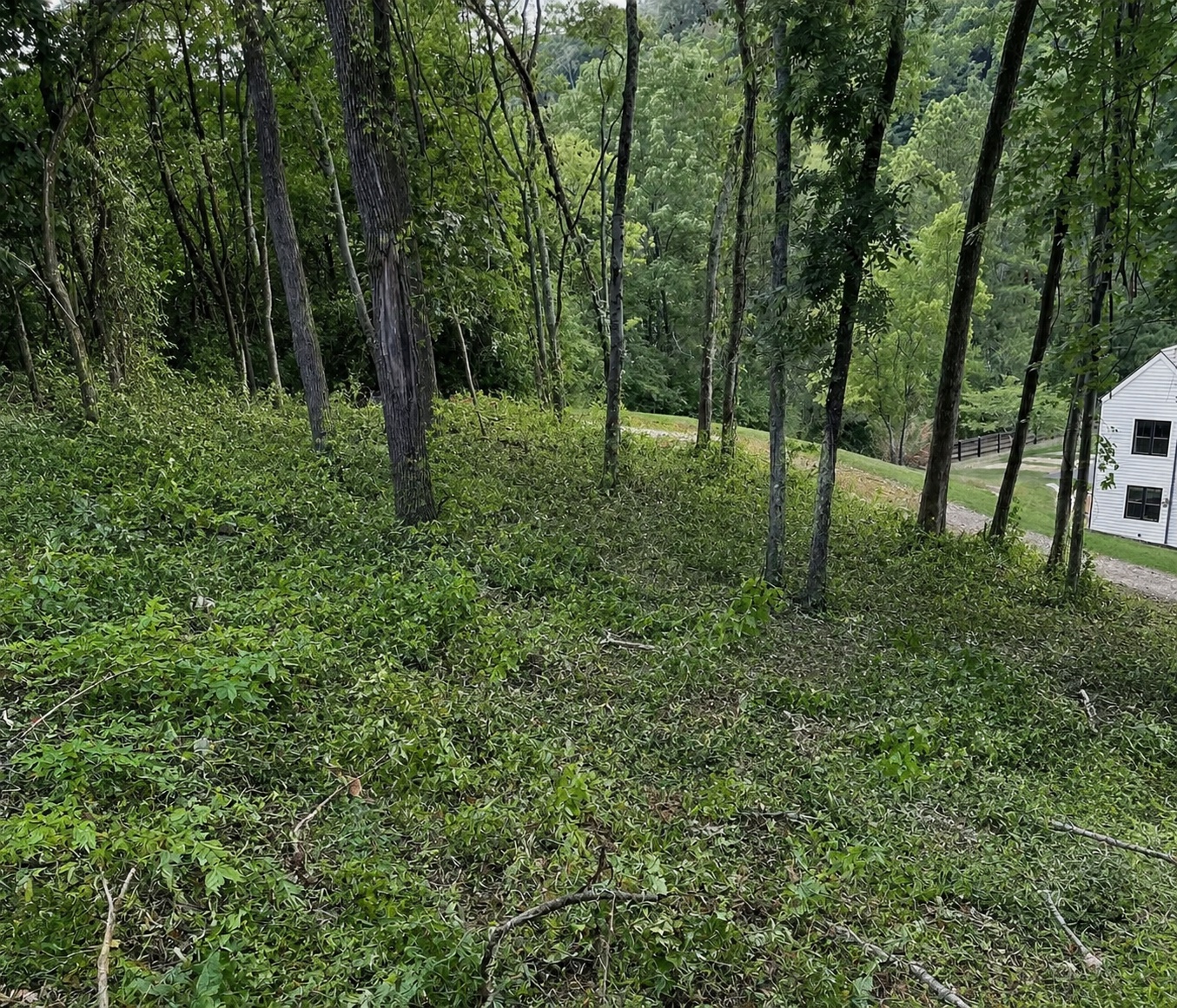 Brushy hillside near a home before selective clearing