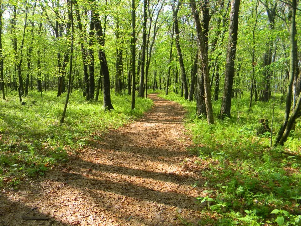 Cleared woodland trail corridor through green trees
